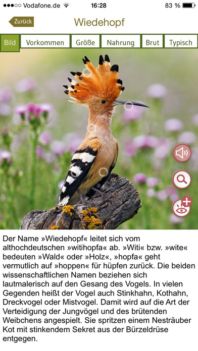 Vogelarten kennenlernen und bestimmen