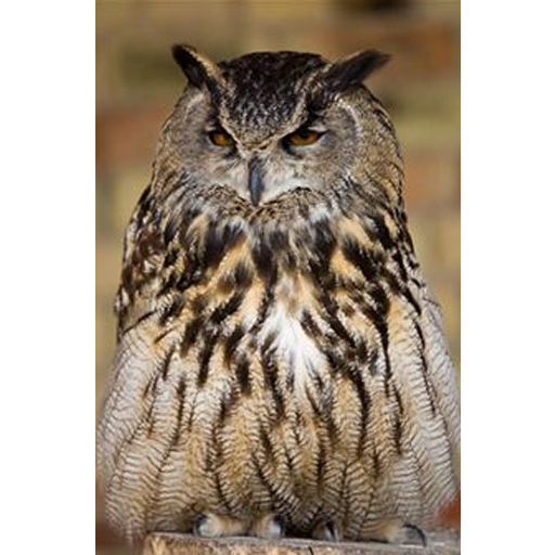 A Owl Next Tree GL