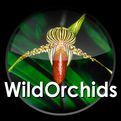 Wild Orchids -Borneo- "Resubmitted"
