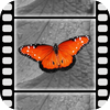 Video Splash by Janos Barkai icon