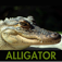 Alligator Sounds Icon