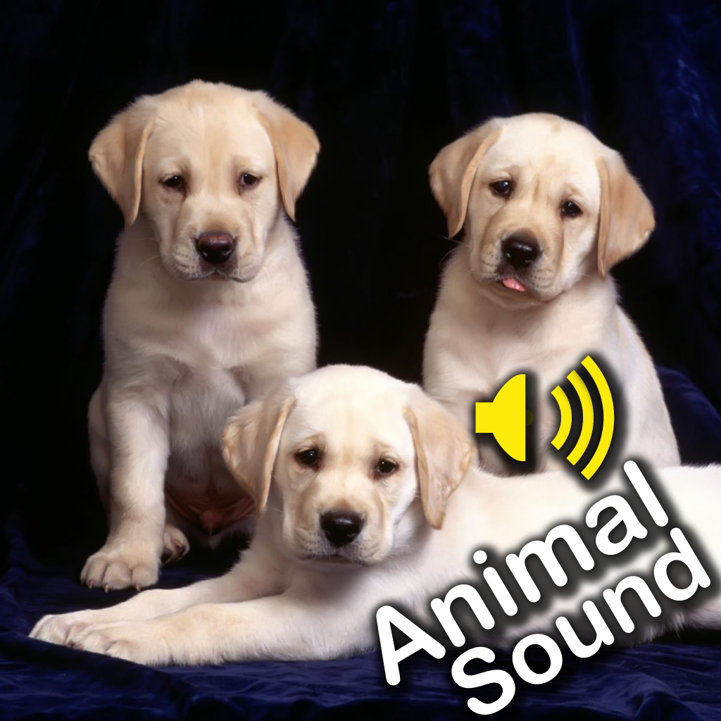Animal Cute Sounds Boards