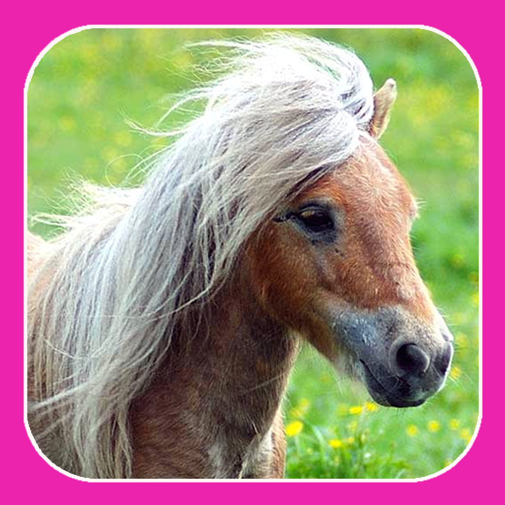 A Pet Pony!