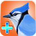 IBIRD YARD HD for the iPad--the world's best-selling birding app--just got WAY better