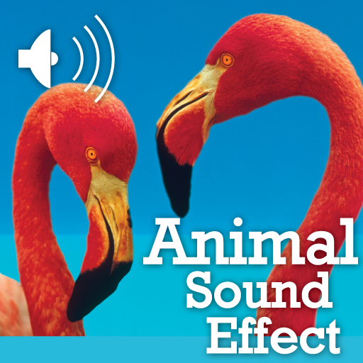 Best Animal Sounds HD