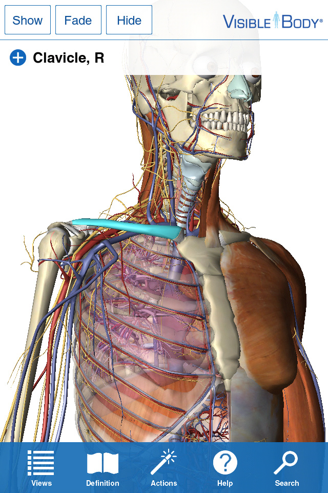 Visible Body for iPhone 4/4S 3D Human Anatomy Atlas By ...