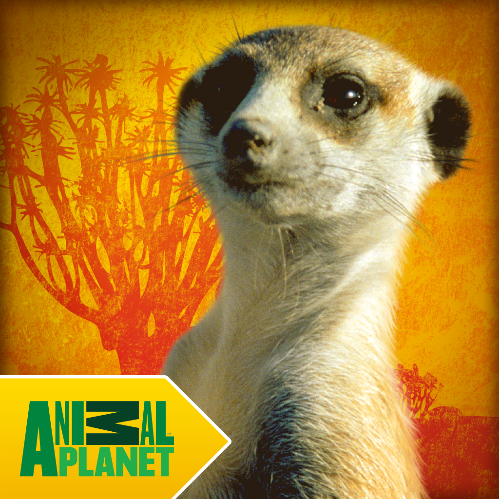 Meerkats - Animal Planet Books for Kids
