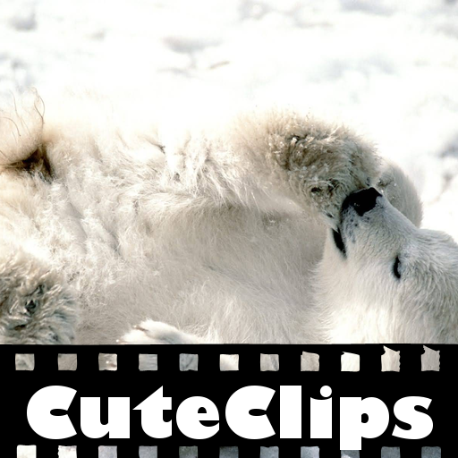 CuteClips: The Cutest Bears