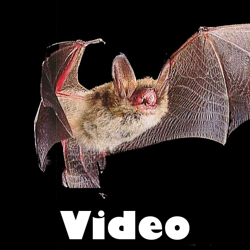 Bat Video!