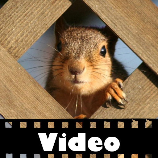 CuteClips: The Cutest Squirrels
