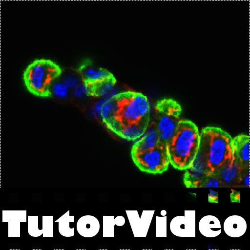 TutorVideo: Biology