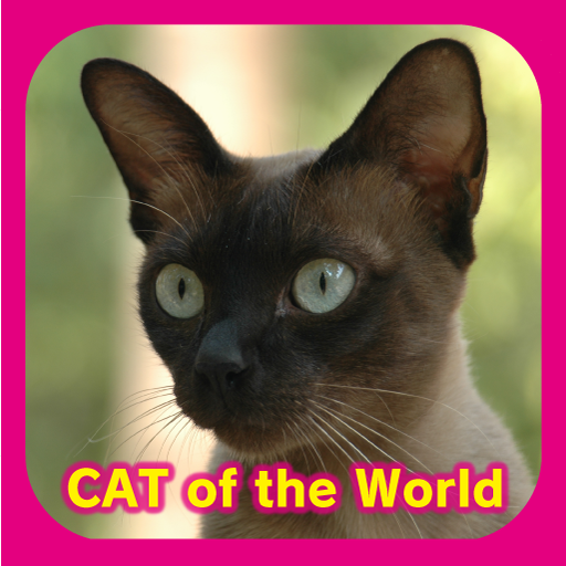 CAT of the World