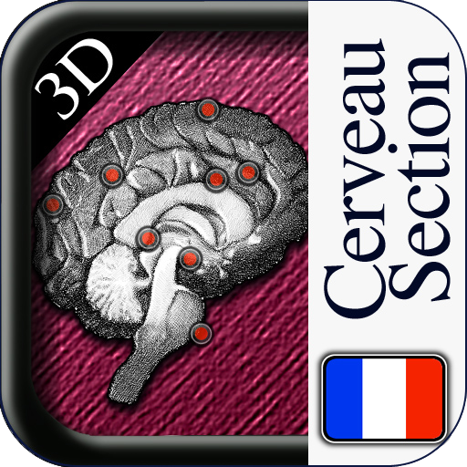 Section du Cerveau icon