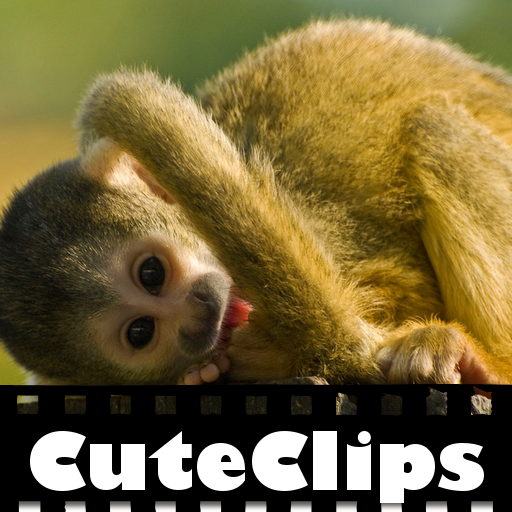 Cute Clips: The Cutest Monkeys