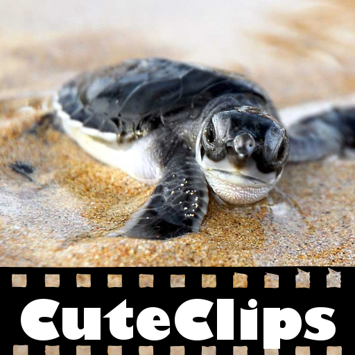 CuteClips: Baby Animals