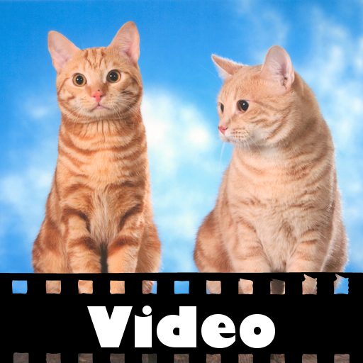 Cat Show Video!