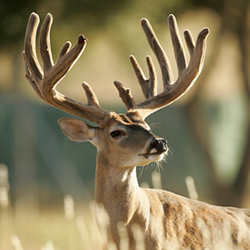 Deer Racks