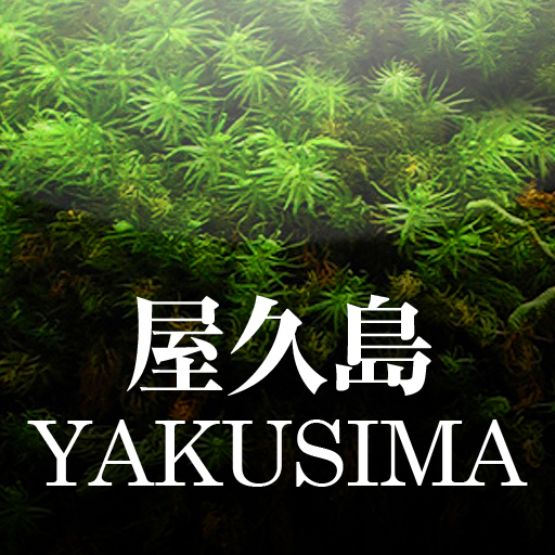 Yakushima: A Picture Tour of the Forest of Souls