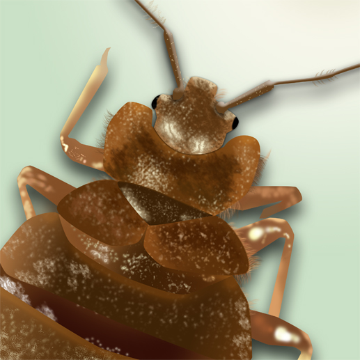 Bed Bug Identifier