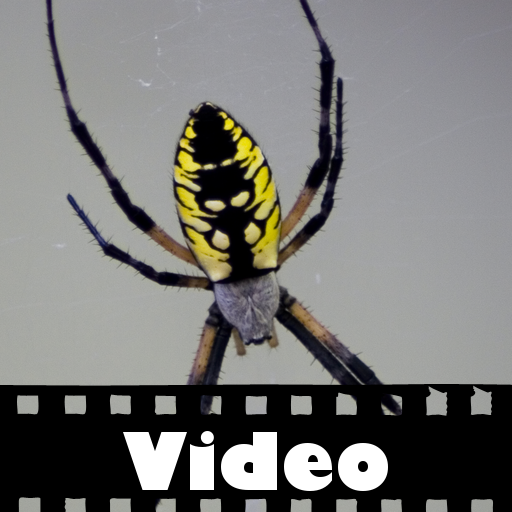 Spider Video!
