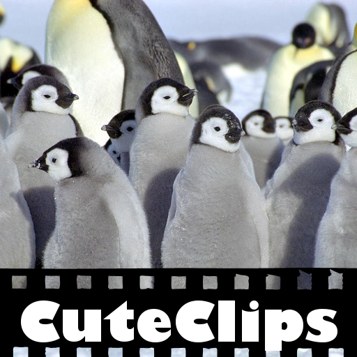 CuteClips: The Cutest Penguins