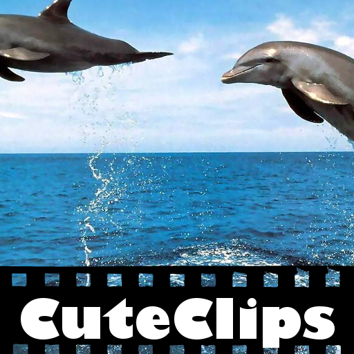 CuteClips: The Cutest Dolphins