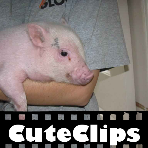 CuteClips: The Cutest Pigs