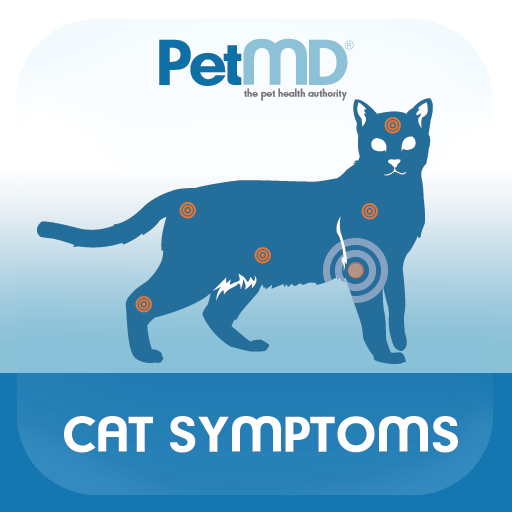 Cat Symptoms