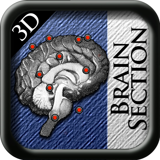 Brain Section 3D icon