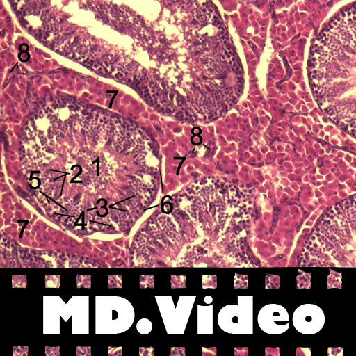 MDVideo: Histology