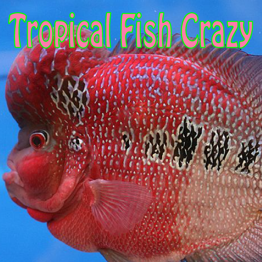 Tropical Fish Crazy