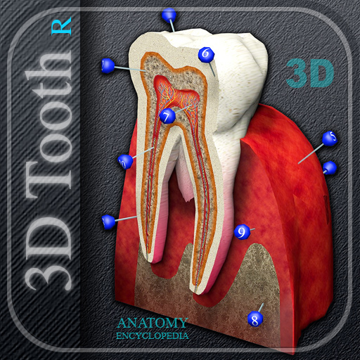 3D Tooth R