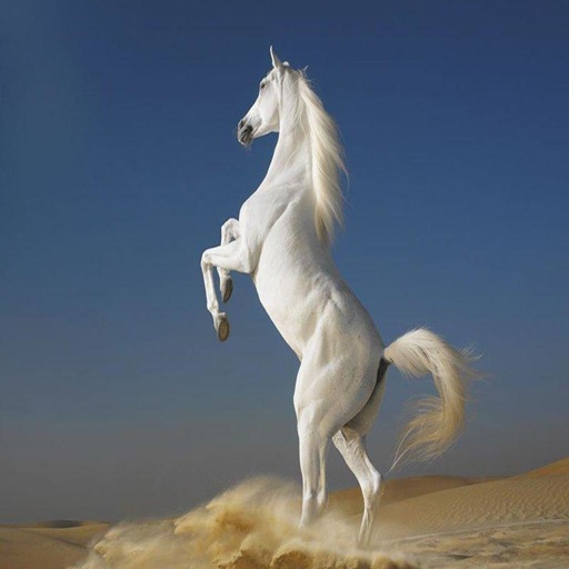 Horses Wallpapers