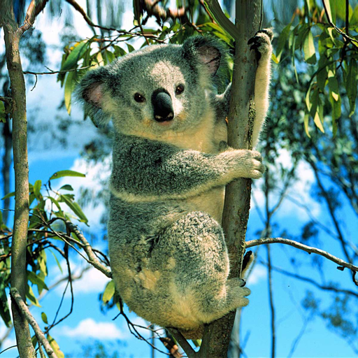 Koala Counter