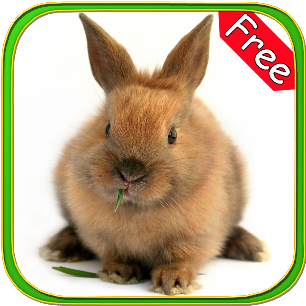 Rabbit+ Free icon