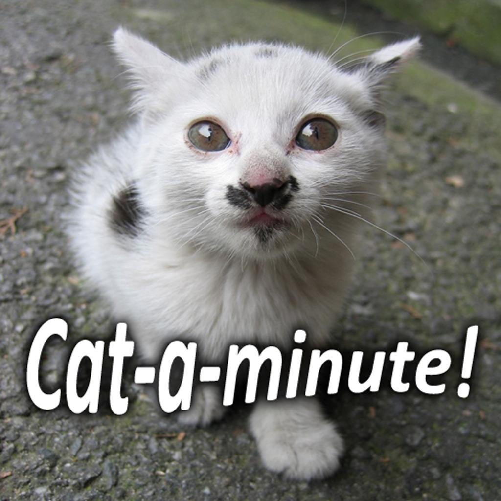 Cat-a-minute!