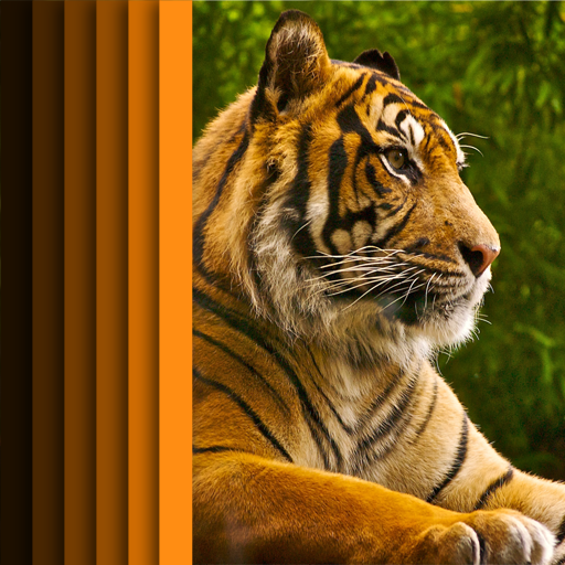 Tigers Wallpaper HD icon