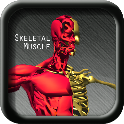 A study Anatomy Skeletal Muscle icon