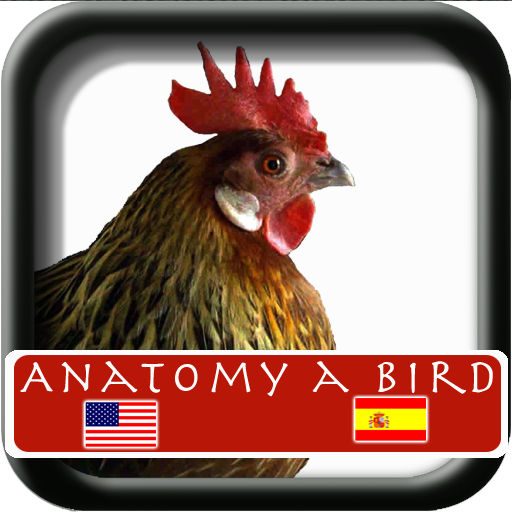 Anatomy a Bird icon