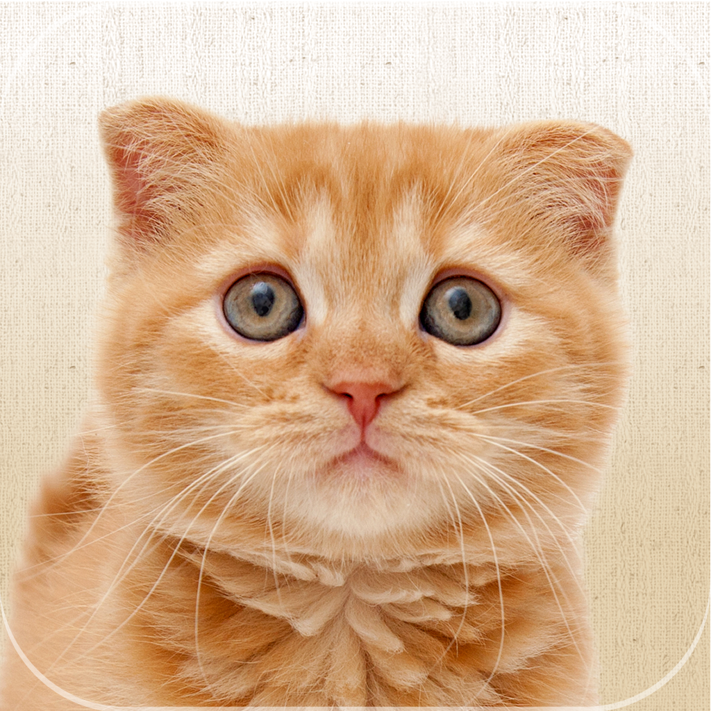 癒し系にゃんこ画像アプリ　にゃるぽ　可愛い猫をなでなでしよう