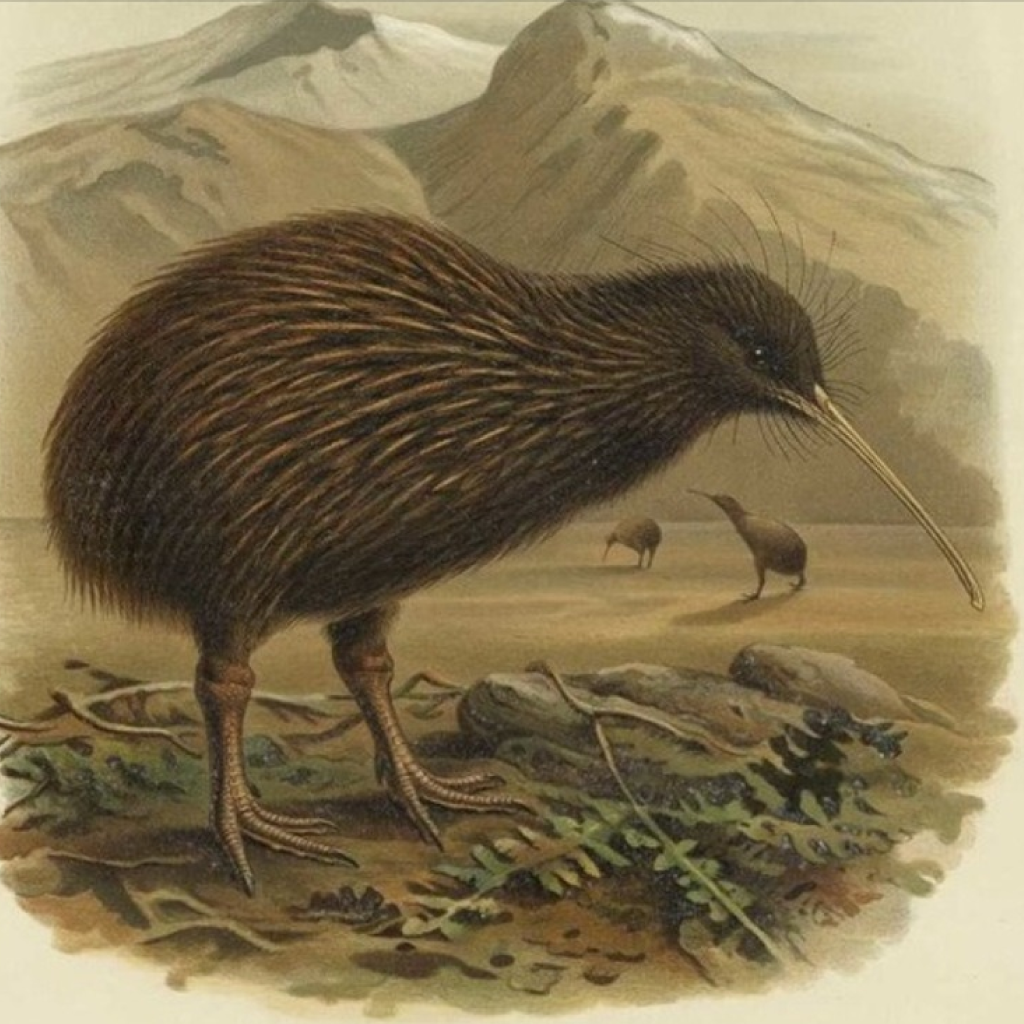 New Zealand Wildlife: A Historical Collection