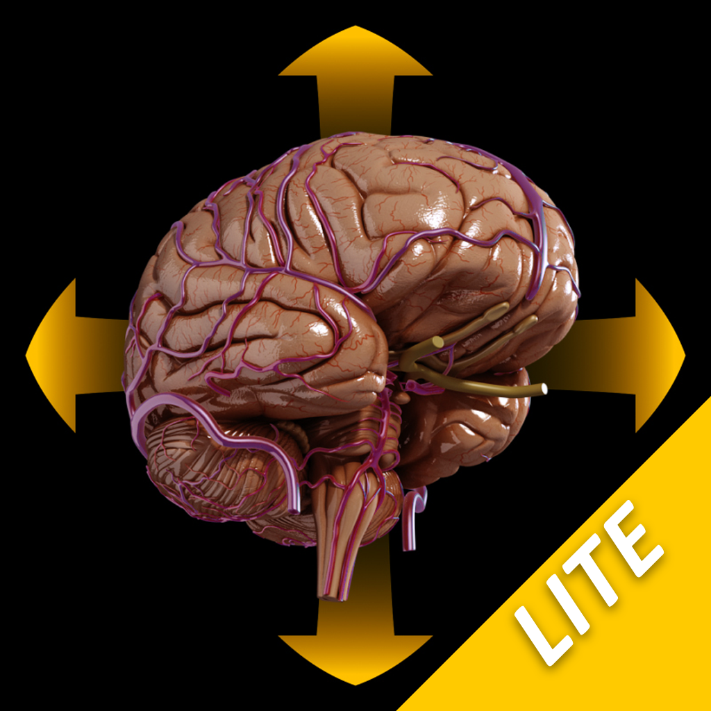 Brain - Spinning 3D Anatomy - Lite
