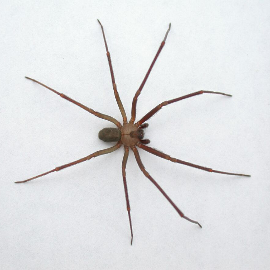 10 Most Poisonous Spiders