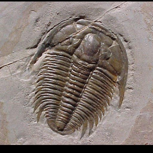 Fossil Guide