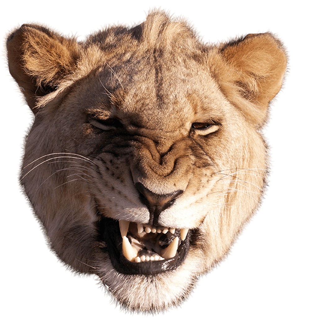 ZooBooth Free - Best Animal Heads For Yr. Pics icon