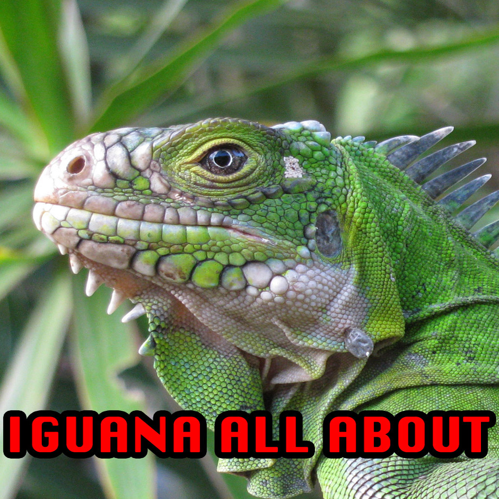 Iguana All About
