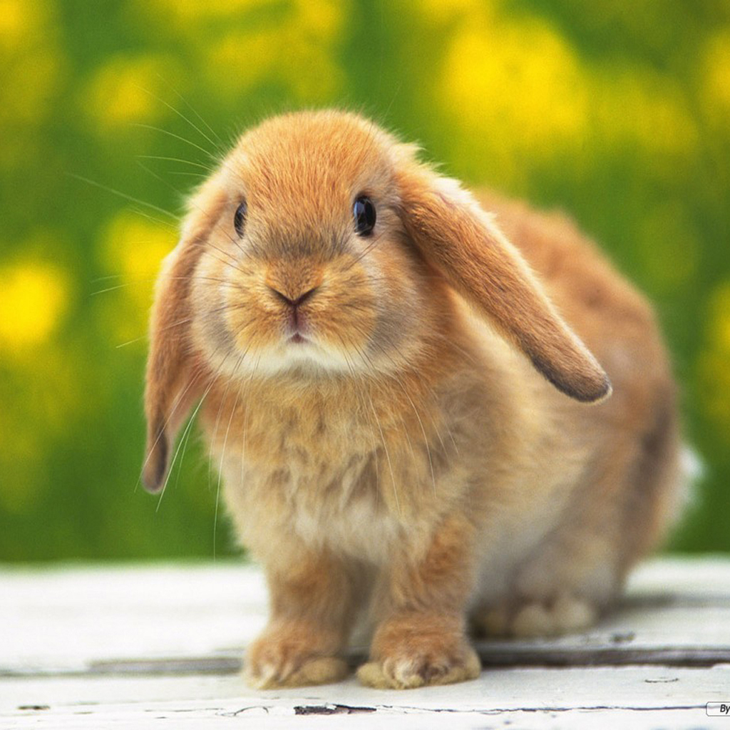 Rabbit Life