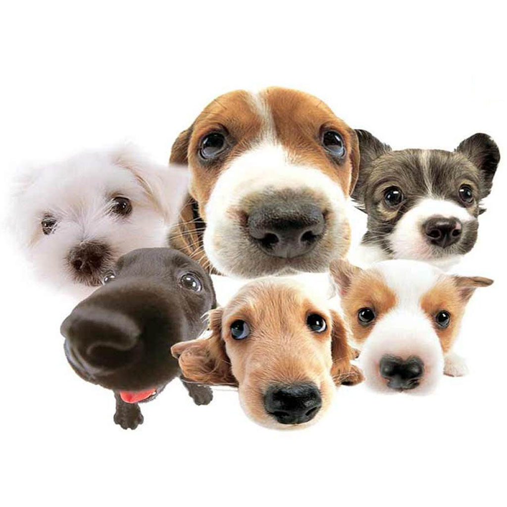 Dogs - Wallpapers icon