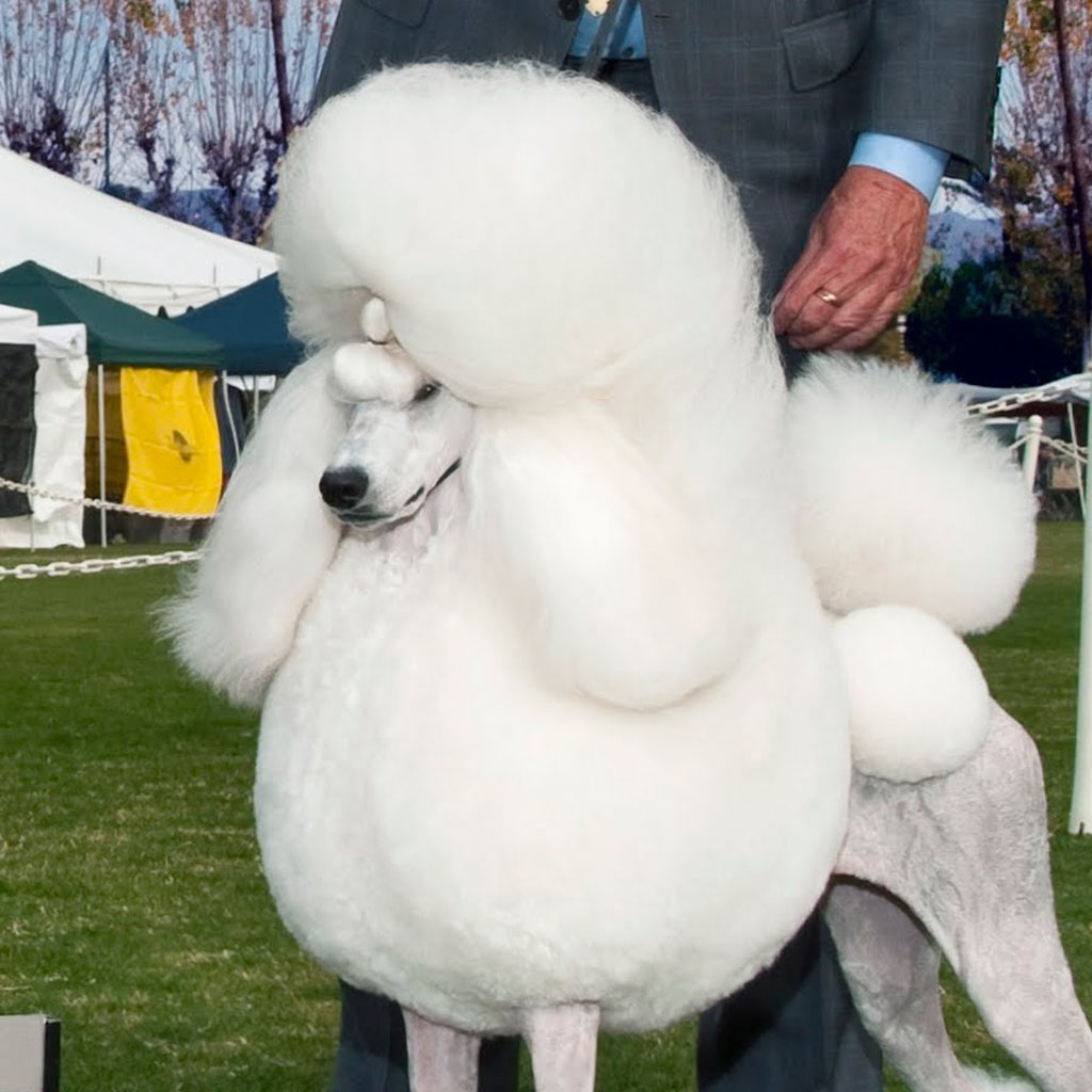 Poodle - Book icon