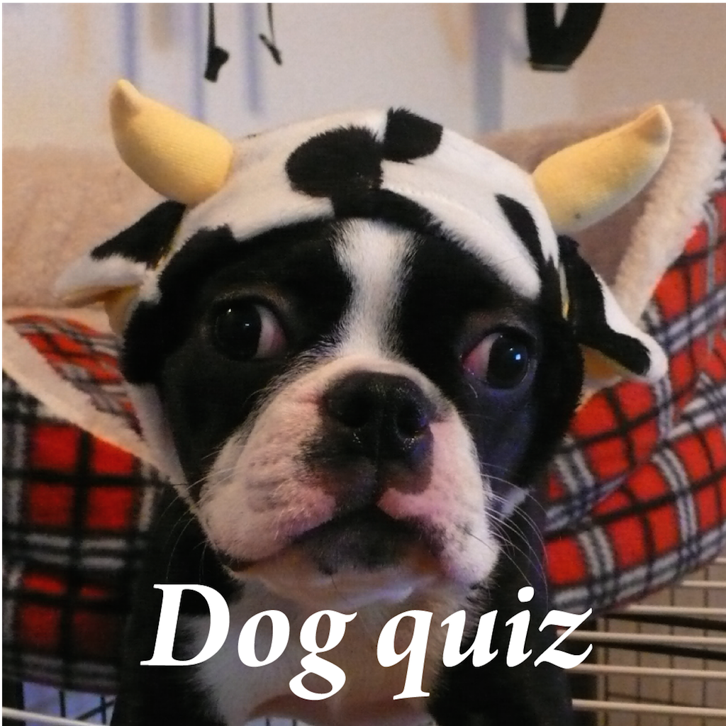 Dog Quiz!